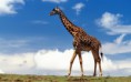 /album/fotogalerie-zirafa-masajska/giraffe-1680-x-1050-widescreen-118370-jpeg/